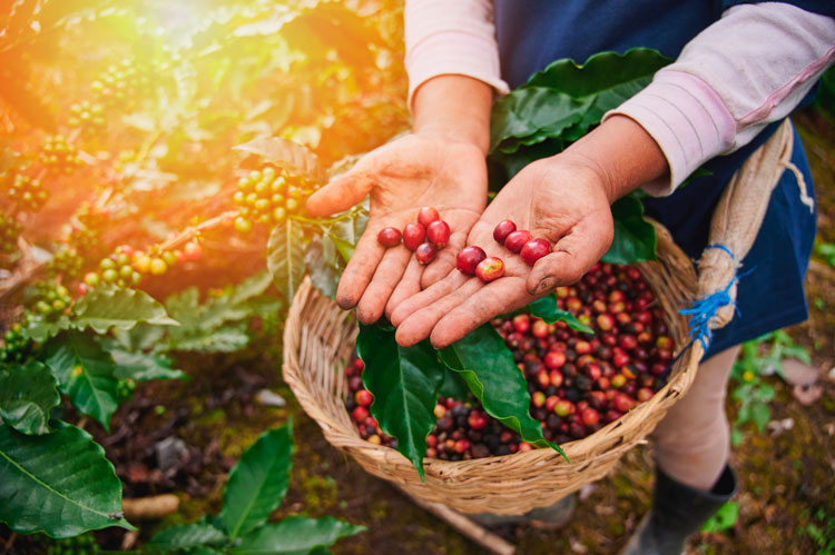 Café Dupan - Café nunca é só café. No mundo existem mais de 100 espécies de  café, mas somente 2 são consideradas comerciais. O Café Arábica e o Robusta ou  Conilon como